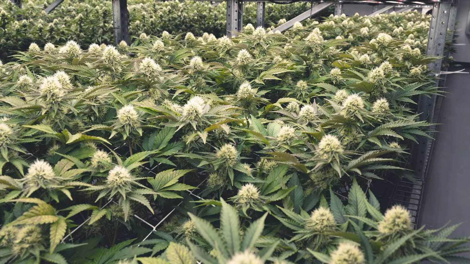 Rows of flowering cannabis plants under lights in the Triple M cultivation room in Plymouth